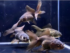 Dark oranda goldfish for sale  Raleigh