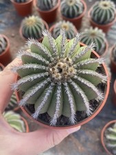 Pianta rara uebelmannia usato  Spedire a Italy