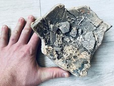 Sauropod egg sauropoden gebraucht kaufen  Kiel