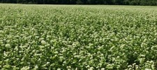 Lbs. buckwheat food for sale  Lexington