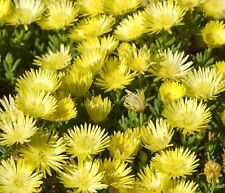 Yellow mesembryanthemum harleq for sale  DEWSBURY