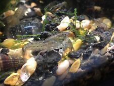 Dwarf mexican crayfish for sale  Mineola