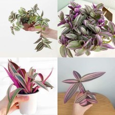 Tradescantia assorted rooted for sale  Terrell