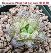 Succulent haworthia button for sale  USA