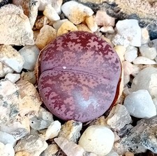 lithops for sale lithops for sale CHESTER