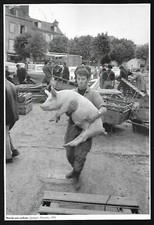 1987 marche cochons d'occasion  France