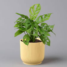 Monstera adansonii übertopf gebraucht kaufen  Deutschland