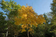 Hickory tree seedlings for sale  Denver