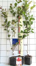 Malus transitoria appletini gebraucht kaufen  Bad Bergzabern