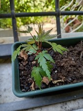 bonsai acero shishigashira usato bonsai acero shishigashira usato Italia