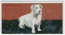 Sealyham terrier drapkin for sale  COLEFORD