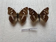 Apatura ilia lesser for sale  CAERNARFON