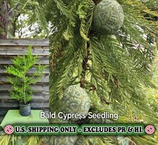 Bald cypress tree for sale  Mcminnville