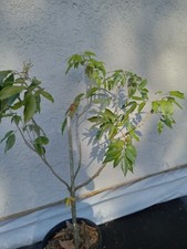 Lychee hak variety for sale  Palm Bay