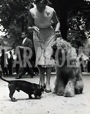 Vintage animali milano usato  Roma