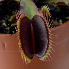 Venus flytrap dark d'occasion  Agde