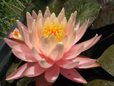 Seerose nymphaea sunny gebraucht kaufen  Schmidmühlen