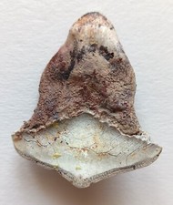 4cm petalodus fossil usato  Due Carrare