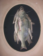 Pêche rivière. belles d'occasion  Nantes-
