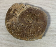 Fossile ammonite asteroceras usato  Italia