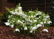 Helleborus orientalis white for sale  WALLINGFORD