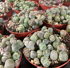 20pcs lithops living for sale  WALSALL