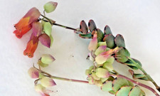 Kalanchoe...coral flowering su for sale  La Jolla