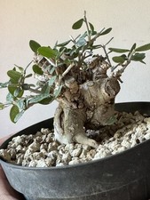 Olivastro bonsai super usato  Italia