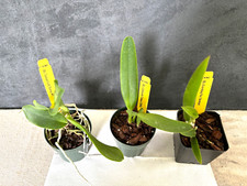 Different cattleya orchids for sale  Aiken