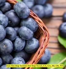 Legacy blueberry bush for sale  Fort Mill