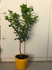 Vaso lemon plant usato  Altamura