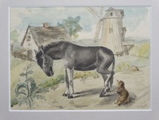 Esel bellender hund gebraucht kaufen Esel bellender hund gebraucht kaufen  Deutschland