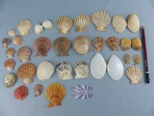Lot coquillages chlamys d'occasion  Alsting