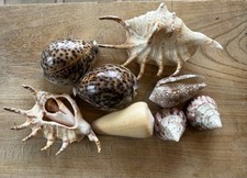 Shells bulk lambis for sale  GLOUCESTER