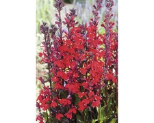 Wasserlobelie floraself lobeli gebraucht kaufen  Deutschland