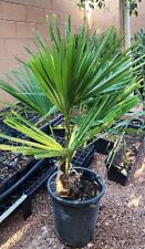 Windmill fan palm for sale  North Las Vegas