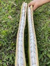 Guama seeds guaba for sale  USA