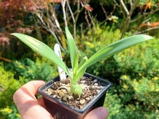 Agave attenuata rare for sale  DARLINGTON