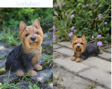 Yorkshire terrier dog d'occasion  Expédié en Belgium