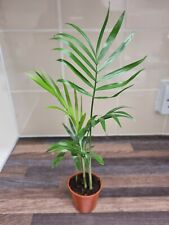 Parlour palm plant for sale  LONDON