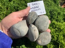 whitby fossil for sale  KNARESBOROUGH