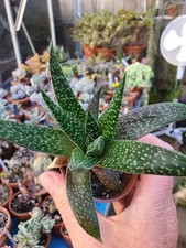 Xgasteraloe beguinii lizard for sale  YORK