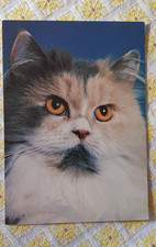 Katze ungelaufen perser gebraucht kaufen  Cremlingen