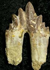 Basilosaurus zahn fosilien gebraucht kaufen  Hemsbach
