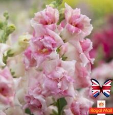 Antirrhinum 100 seeds for sale  CHIGWELL