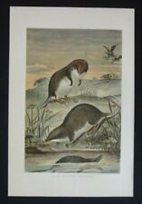 tenrec for sale tenrec for sale HAYLING ISLAND