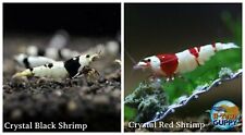 Crystal red shrimp for sale  Katy