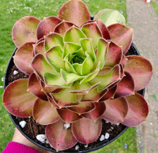 Aeonium shaohua glorious for sale  LONDON