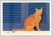 ansichtskarten katzen gebraucht kaufen ansichtskarten katzen gebraucht kaufen Menden (Sauerland)