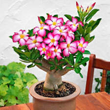 Desert rose rare for sale  ANTRIM